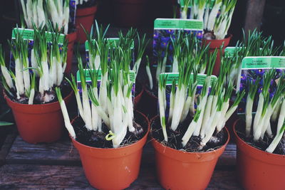 Close-up of potted plants for sale