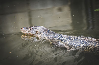 High angle view of crocodile in lake