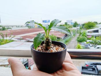 Close-up of hand holding potted plant