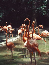 Group of animals in the lake