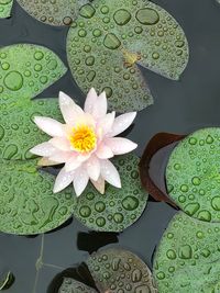 High angle view of lotus water lily on leaves