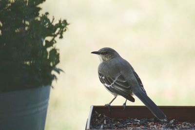 Close-up of bird perching outdoors