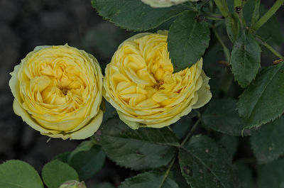 Close-up of yellow roses