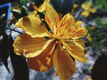 Close-up of yellow flower