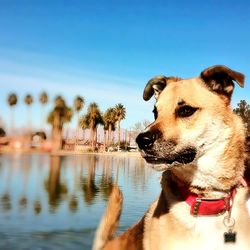 Close-up of dog in water against clear sky