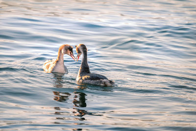 View of ducks swimming in lake