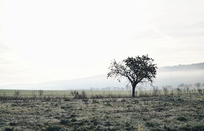 Tree on field against sky