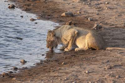 View of horse in water