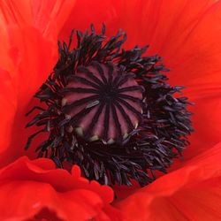 Close-up of red flower