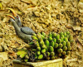 Close-up of bird on rock