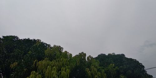 Low angle view of trees against sky