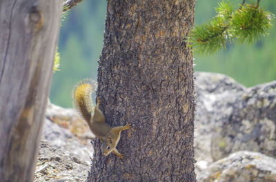 Squirrel on tree trunk