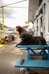 Dog sitting on bench in bus