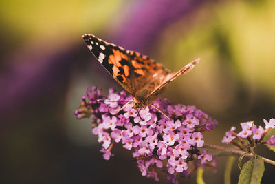 Close-up of butterfly pollinating on pink flower