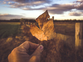 Cropped hand holding dry leaf against sky during sunset