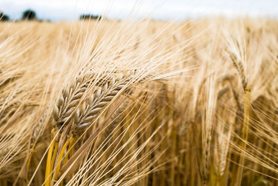 Close-up of wheat field against sky