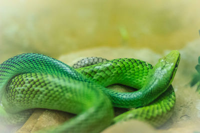 Close-up of green lizard