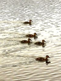 High angle view of ducks swimming in lake