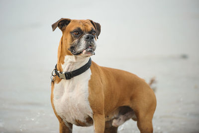 Portrait of dog standing on sea shore