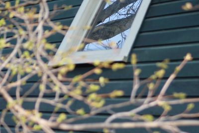 Close-up of plant against blurred background