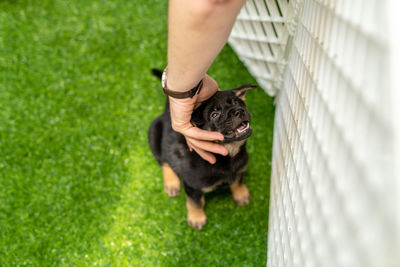 Man with dog on field