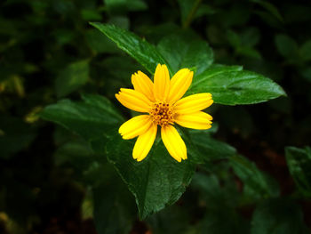 Close-up of yellow flowering plant