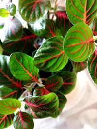 Close-up of fresh green leaves