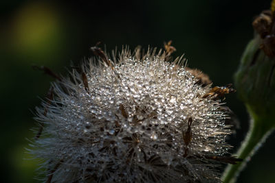 Close-up of bumblebee on flower