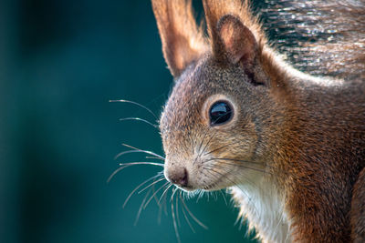 Close-up of squirrel