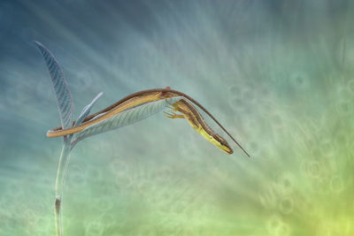 Close-up of fish swimming in sea