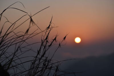 Close-up of silhouette plants against sunset