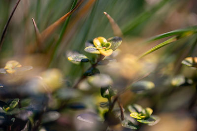 Close-up of flowering plant