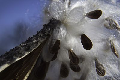 Close-up of white swan swimming in snow