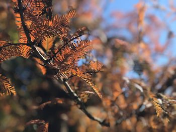 Autumn colors