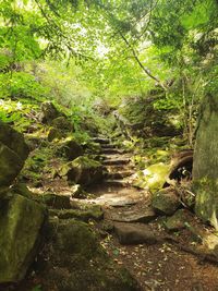 Footpath amidst trees in forest