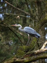 High angle view of gray heron perching on a tree