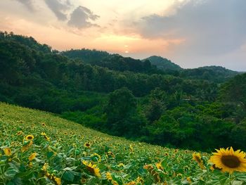 Scenic view of sunflower field against sky