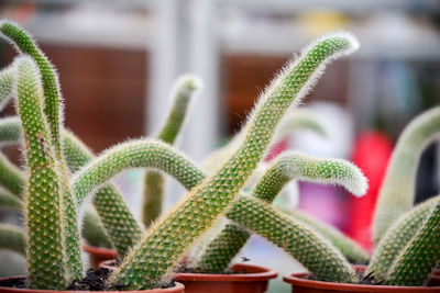 Close-up of succulent plant