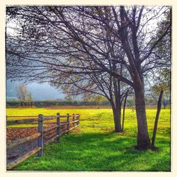 Trees on grassy field