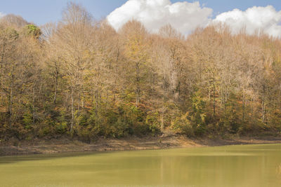 Scenic view of trees on landscape against sky