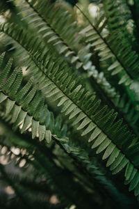 Close-up of fern leaves