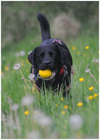 Black dog in a field with yellow ball