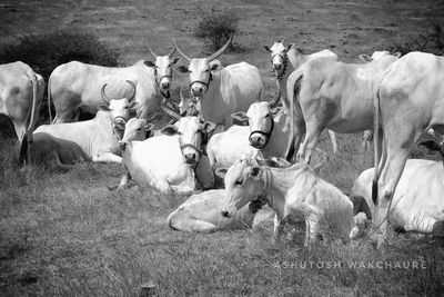 Cows on field