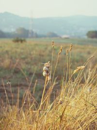 Close-up of grass on field