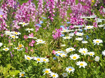 Close-up of purple flowering plants on field