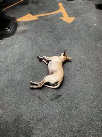 High angle view of dog on road