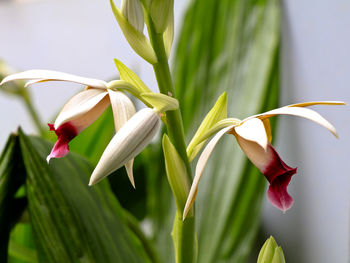 Close-up of white flowering plant