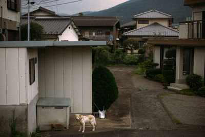 View of a dog outside building