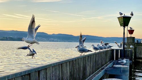 Seagulls flying over sea against sky