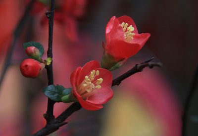 Close-up of flowers blooming outdoors